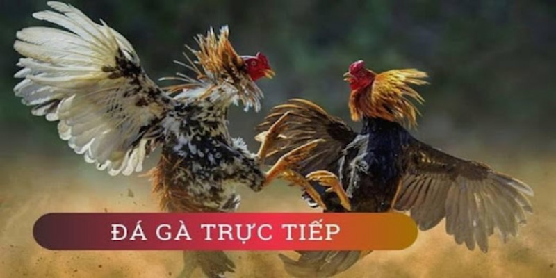 đá gà trực tiếp